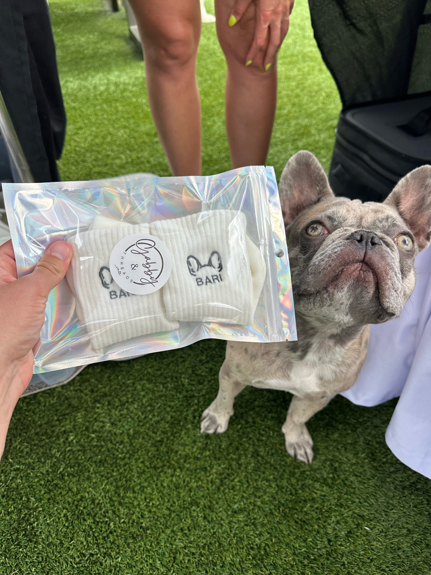 Dog with custom embroidered socks