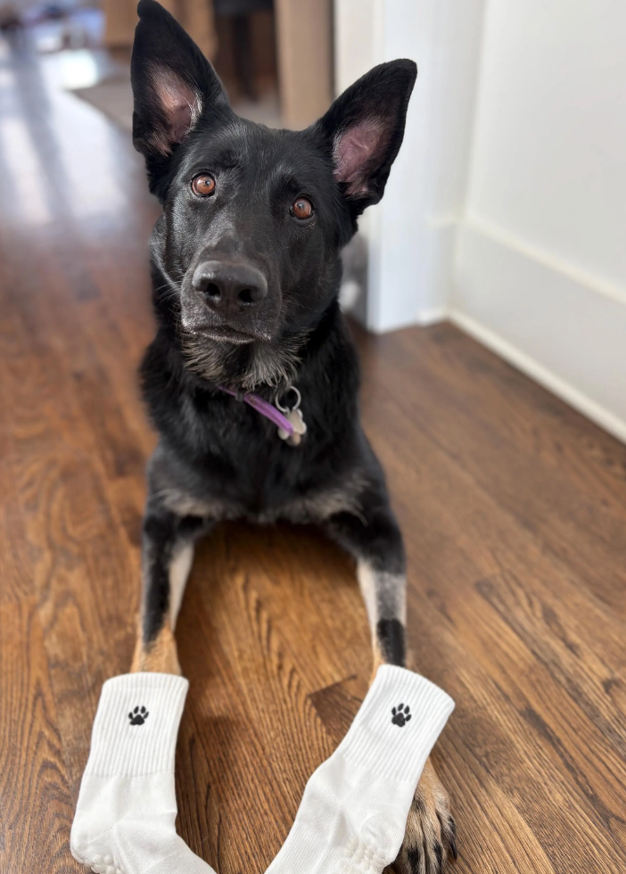 Everyday Crew Socks- Paw print embroidered socks, perfect gift for the vet or animal lover in your life!