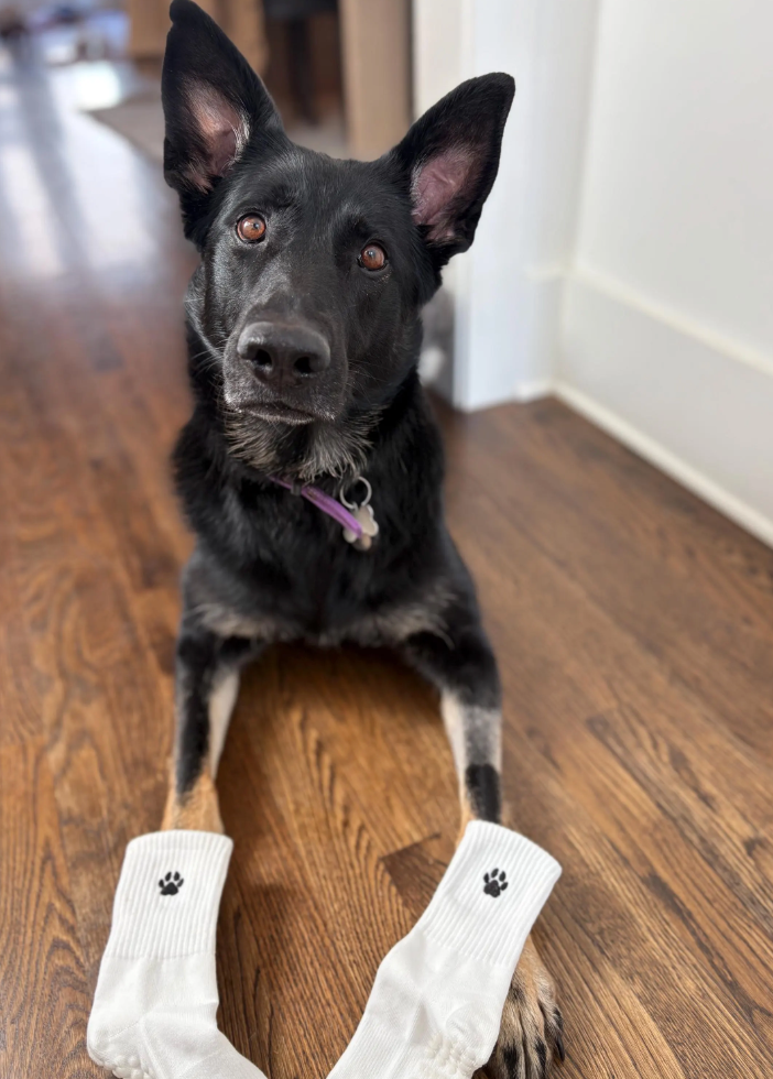 Dog with embroidered paw print grip socks